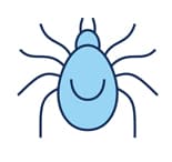 Insect Bites
